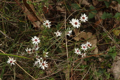 Argentipallium