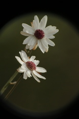 Argentipallium