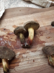 Xerocomellus pruinatus