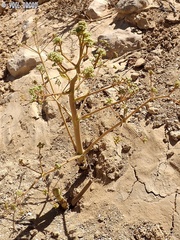 Ferula biverticillata