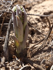Ferula biverticillata