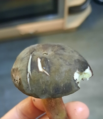 Xerocomellus pruinatus