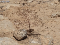 Ferula biverticillata