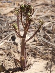 Ferula biverticillata