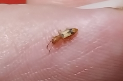 Cryptamorpha desjardinsi