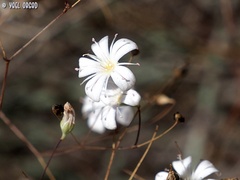 Gypsophila capillaris