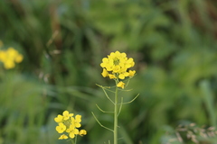 Brassica rapa