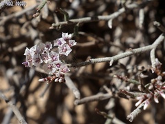 Limonium pruinosum