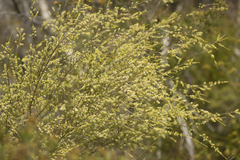 Micromyrtus littoralis