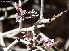 Limonium pruinosum