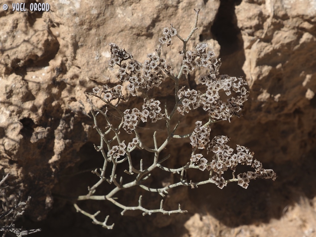 Limonium pruinosum