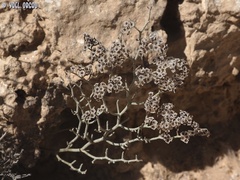 Limonium pruinosum