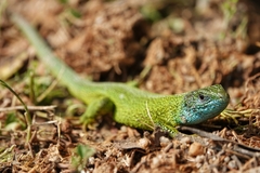 Lacerta viridis