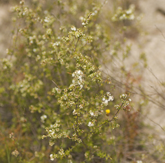 Styphelia leptospermoides