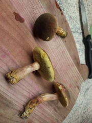 Xerocomus subtomentosus