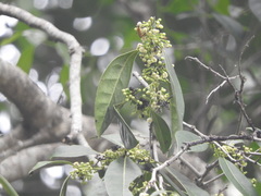 Diospyros fasciculosa
