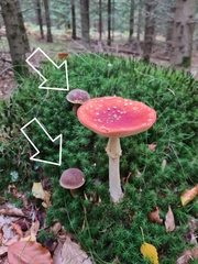 Xerocomus subtomentosus