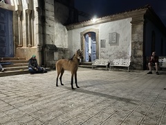 Chrysocyon brachyurus