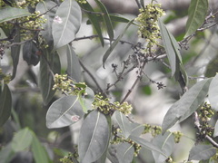 Diospyros fasciculosa