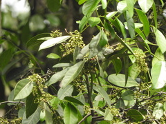 Diospyros fasciculosa