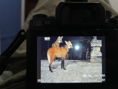 Chrysocyon brachyurus