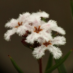 Leucopogon