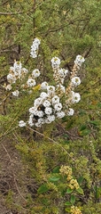 Epacris lanuginosa