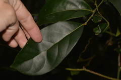 Cryptocarya foetida