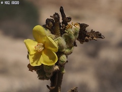 Verbascum sinaiticum