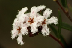 Leucopogon