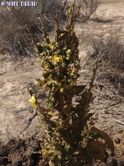 Verbascum sinaiticum