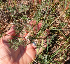 Monsonia speciosa