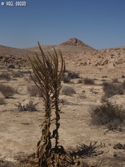 Verbascum sinaiticum