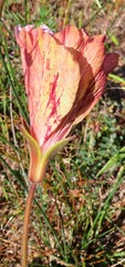 Monsonia speciosa