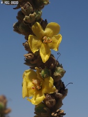 Verbascum sinaiticum