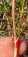 Monsonia speciosa