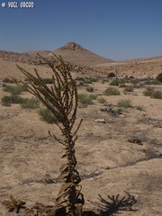 Verbascum sinaiticum