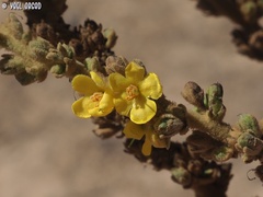 Verbascum sinaiticum