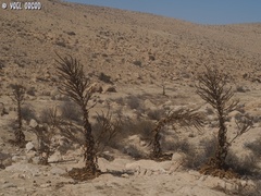 Verbascum sinaiticum