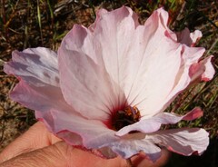 Monsonia speciosa