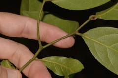 Cryptocarya foetida