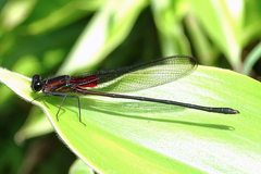 Hetaerina cruentata