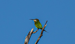 Merops superciliosus