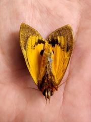 Eudocima homaena
