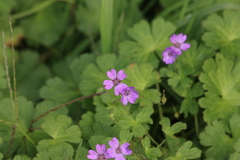 Geranium pyrenaicum