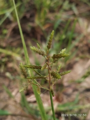 Cyperus alulatus