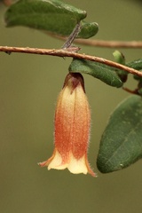 Marianthus bignoniaceus