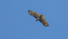 Buteo brachypterus