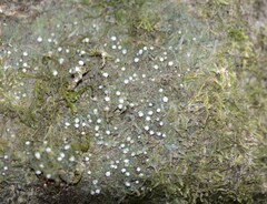 Topeliopsis