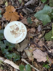 Macrolepiota mastoidea